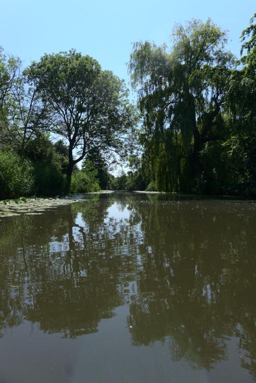 The Gose Elbe became more and more narrow and the number of pond roses increased.