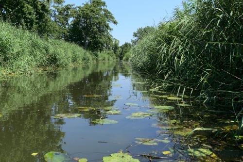 Es wurde immer verwunschener: Der Neuengammer Durchstich zwischen Dove und Gose Elbe.