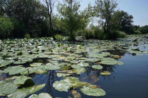 Feuchtgebiete und kleine Inseln im Neuengammer Durchstich.