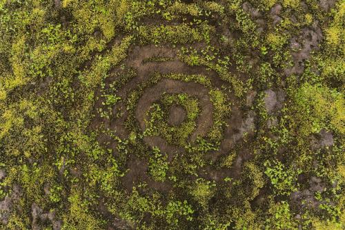 Strange circles in the moss.