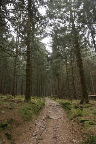 One of the more beautiful hiking trails after the Schillerbuche.